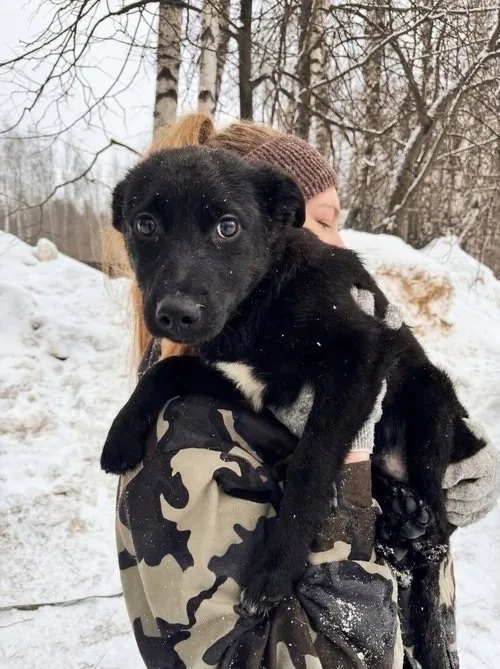 Пропала собака в Иванове — фото питомца