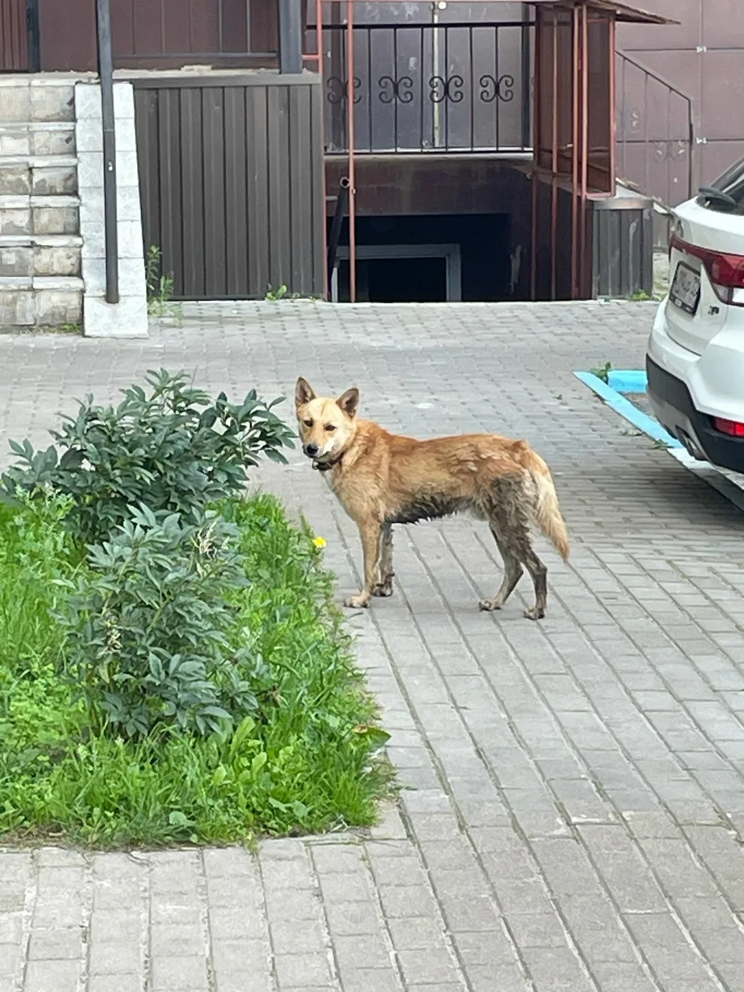 Найдена собака в Брянске — фото питомца