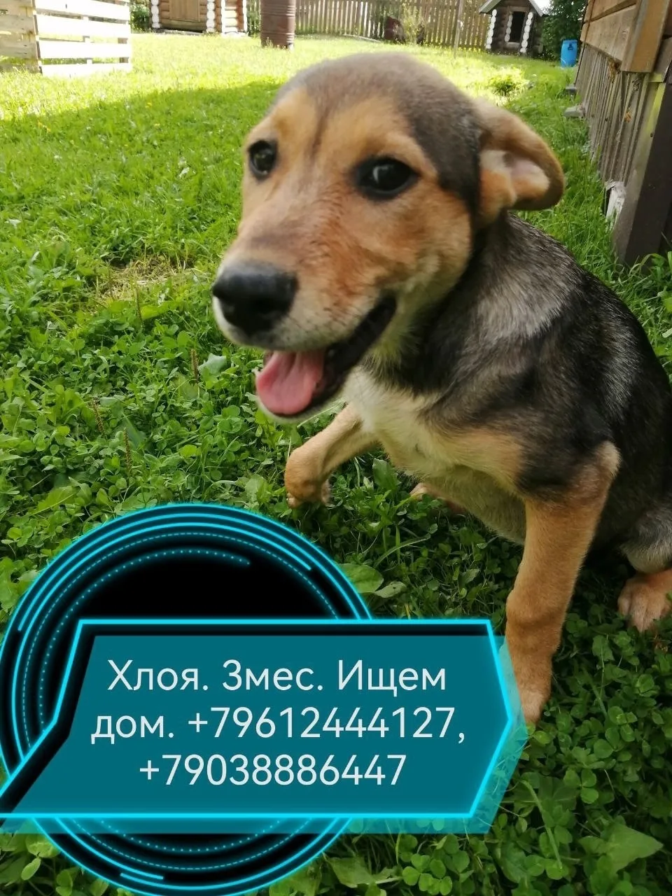 Найдена собака в Иванове — фото питомца