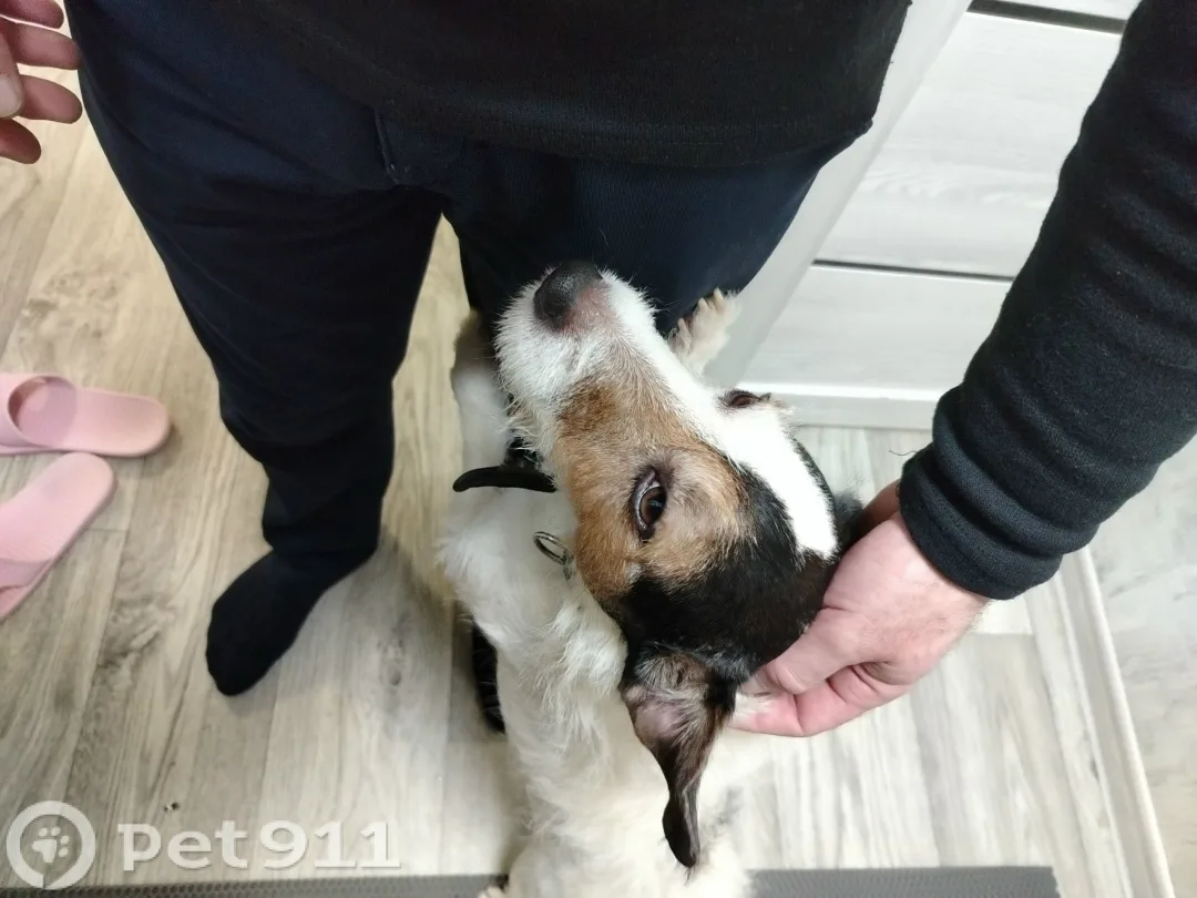 Найдена собака в Иванове — фото питомца