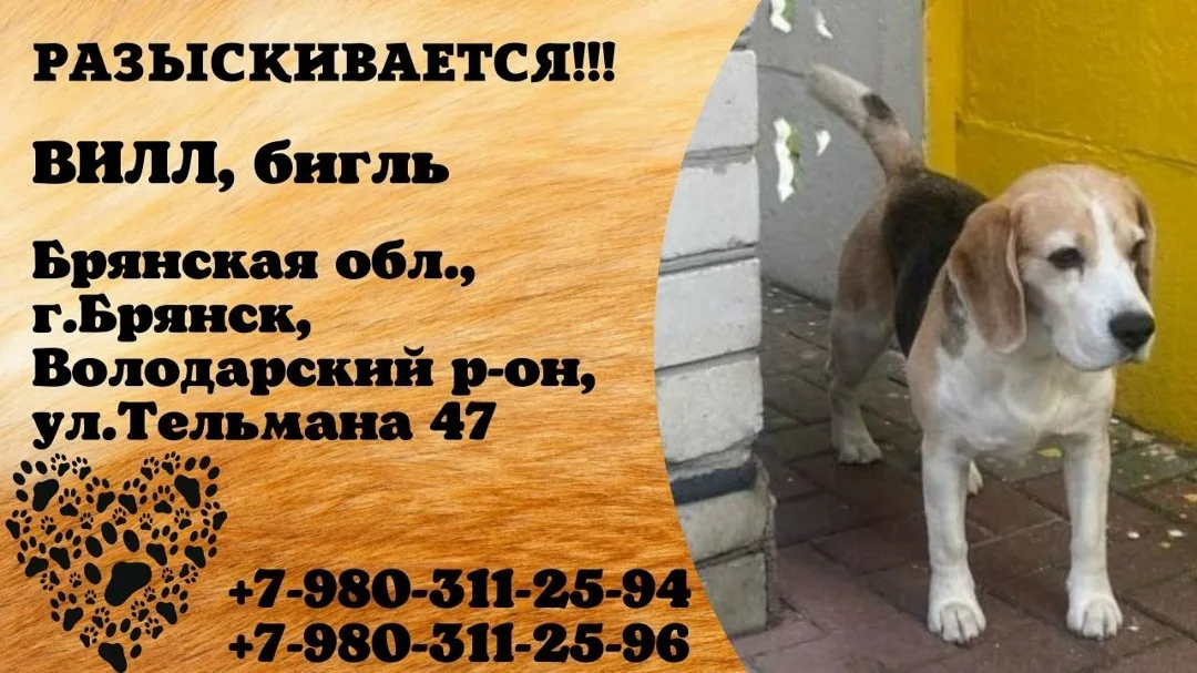 Пропала собака в Брянске — фото питомца