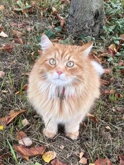 Найдена собака в Иванове — фото питомца