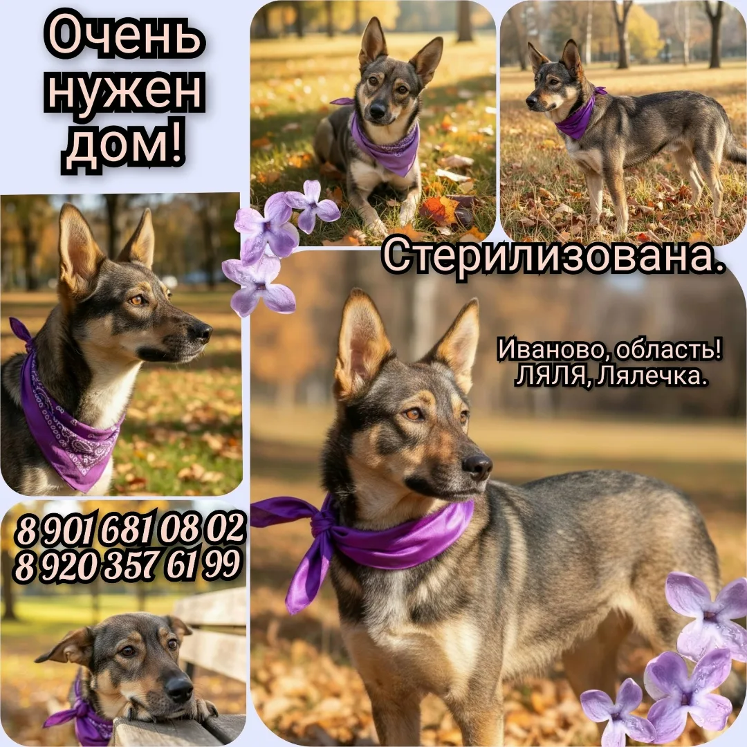 Найдена собака в Иванове — фото питомца