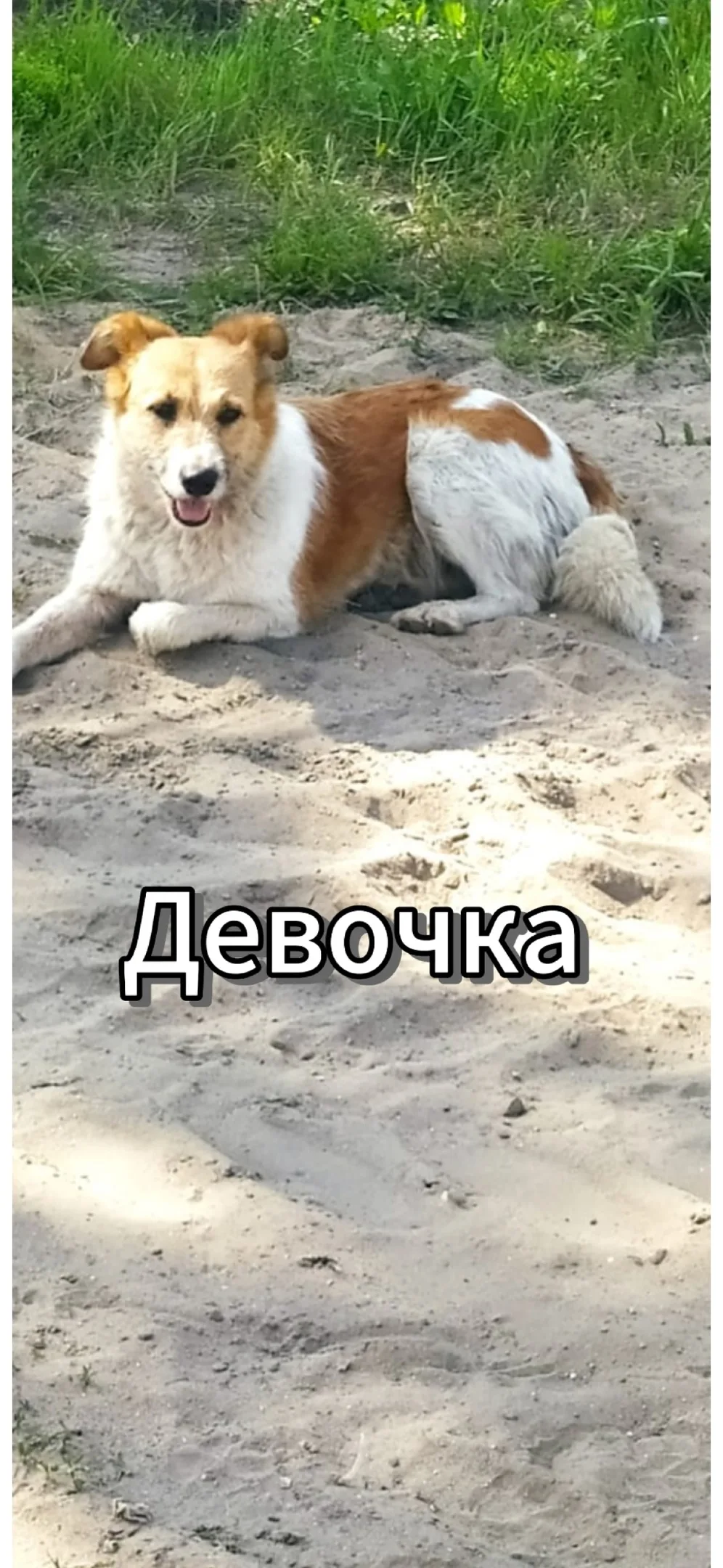 Пропала собака в Брянске — фото питомца
