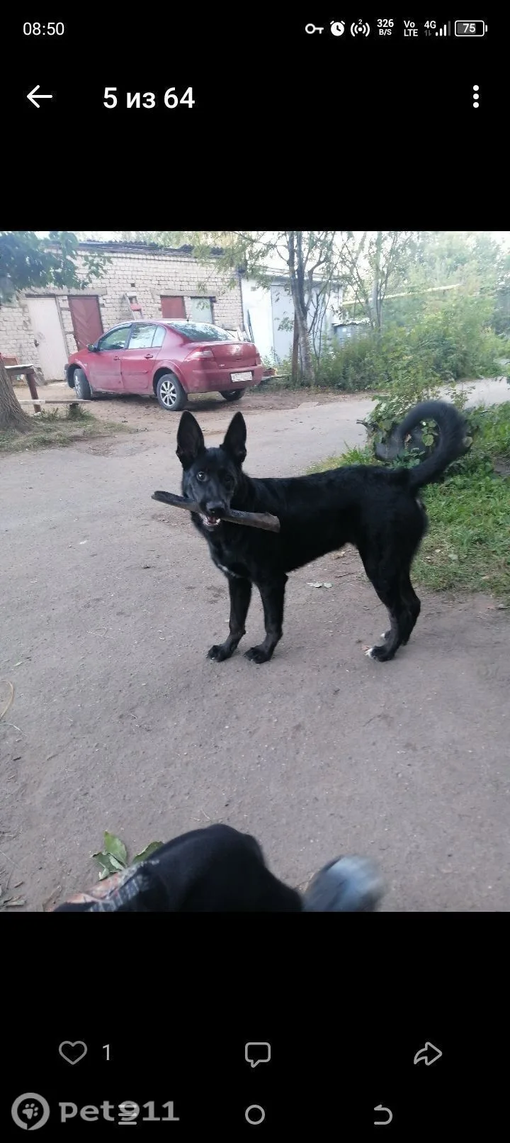 Пропала собака в Иванове — фото питомца
