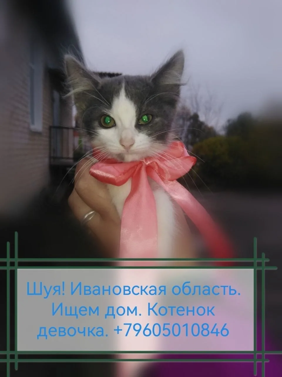 Найдена собака в Иванове — фото питомца