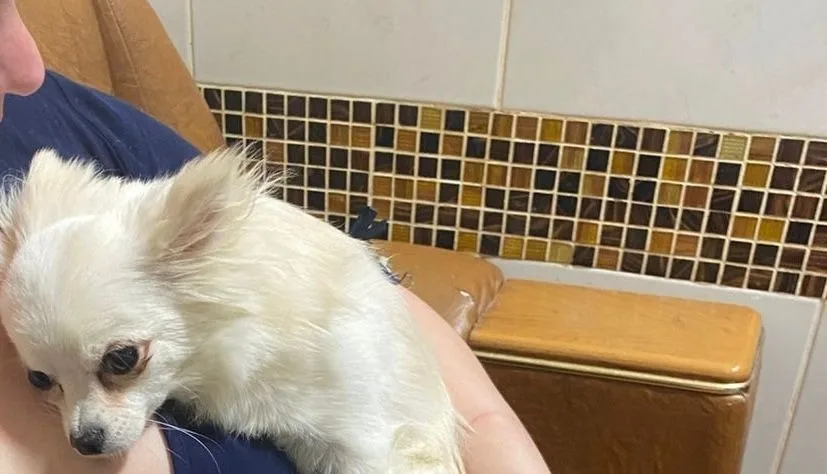 Найдена собака в Иванове — фото питомца