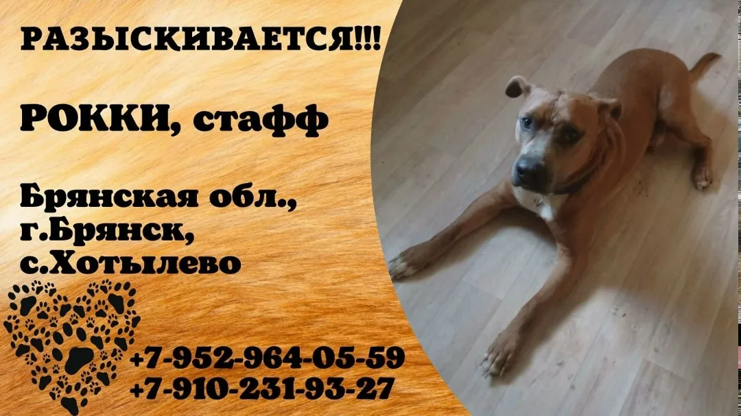 Пропала собака в Брянске — фото питомца