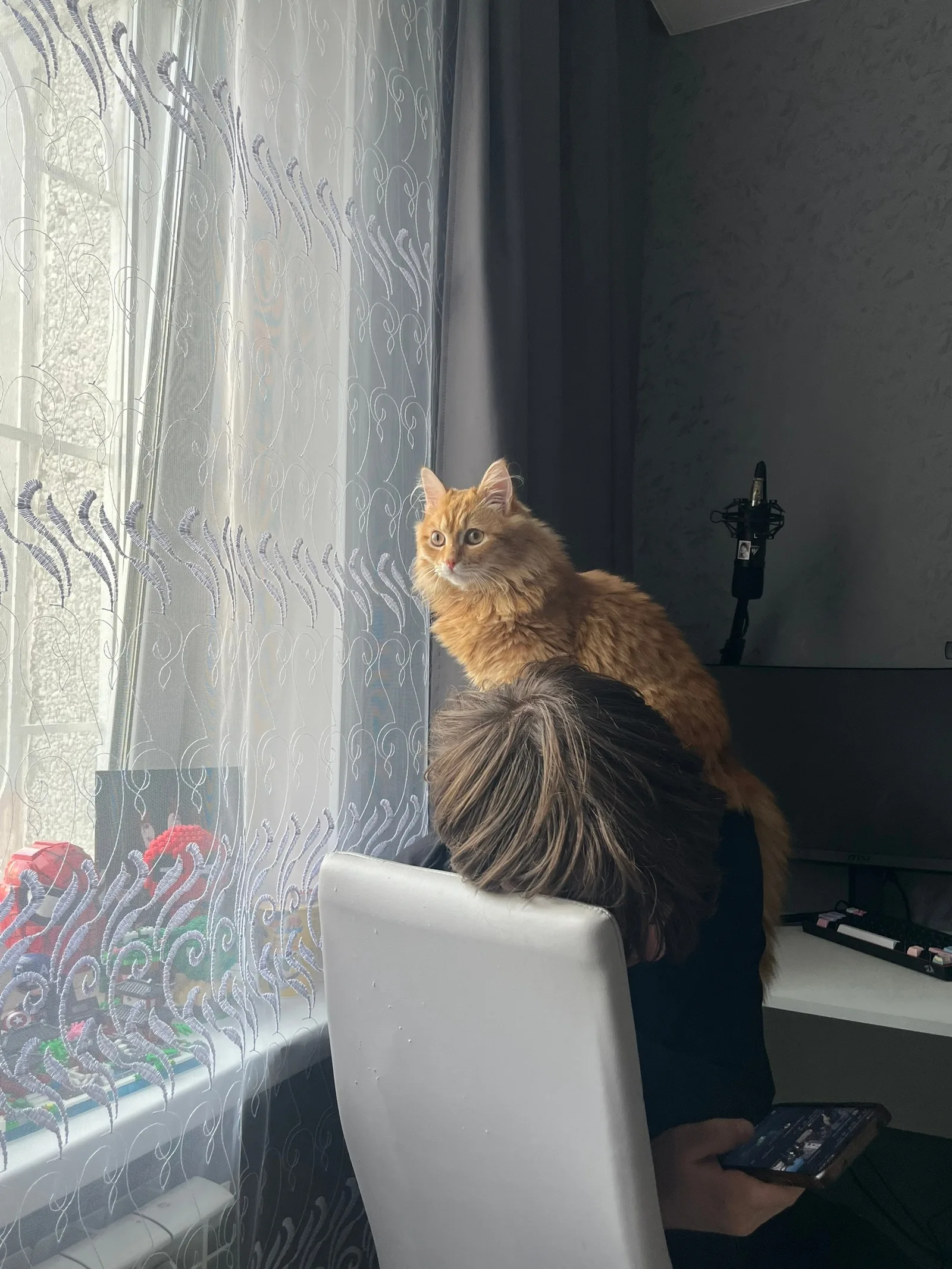 Пропала кошка в Кургане — фото питомца