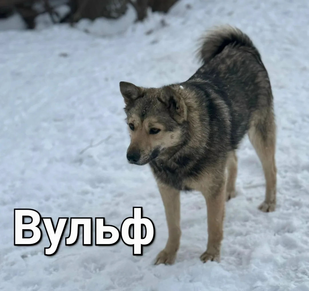 Пропала собака в Брянске — фото питомца