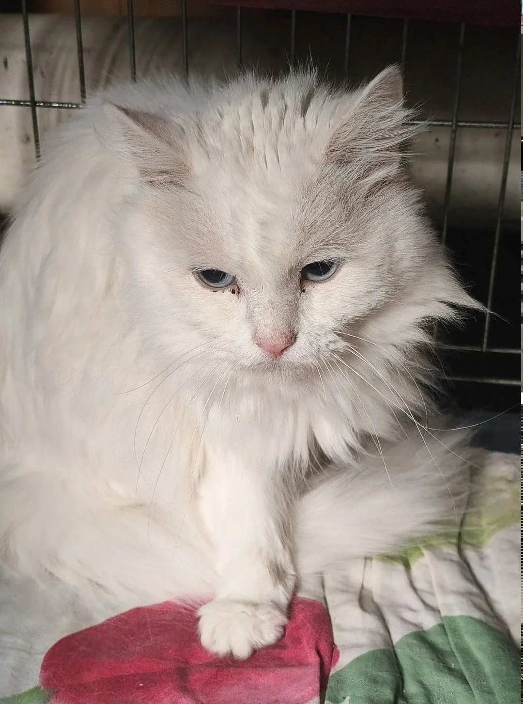 Пропала кошка в Иванове — фото питомца