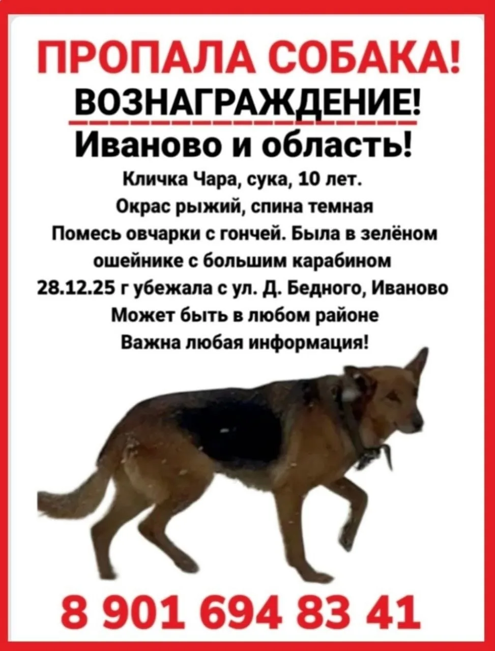 Пропала собака в Иванове — фото питомца