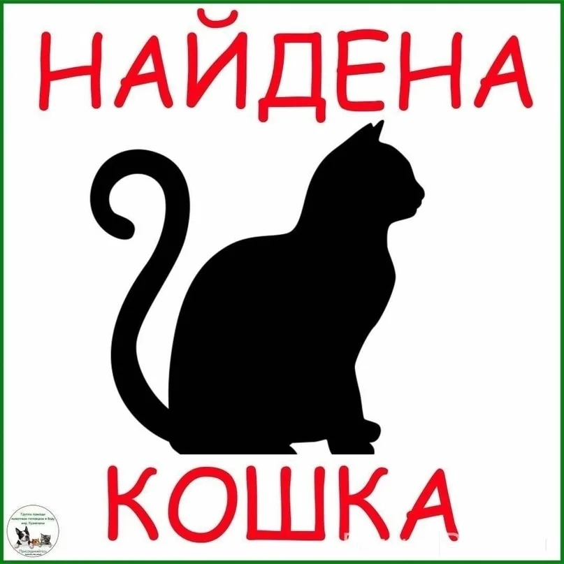 Найдена кошка в Брянске — фото питомца