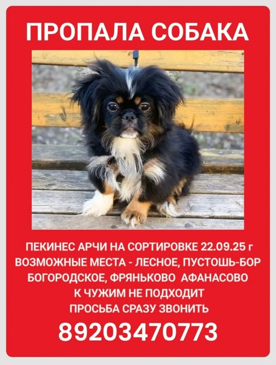Найдена собака в Иванове — фото питомца