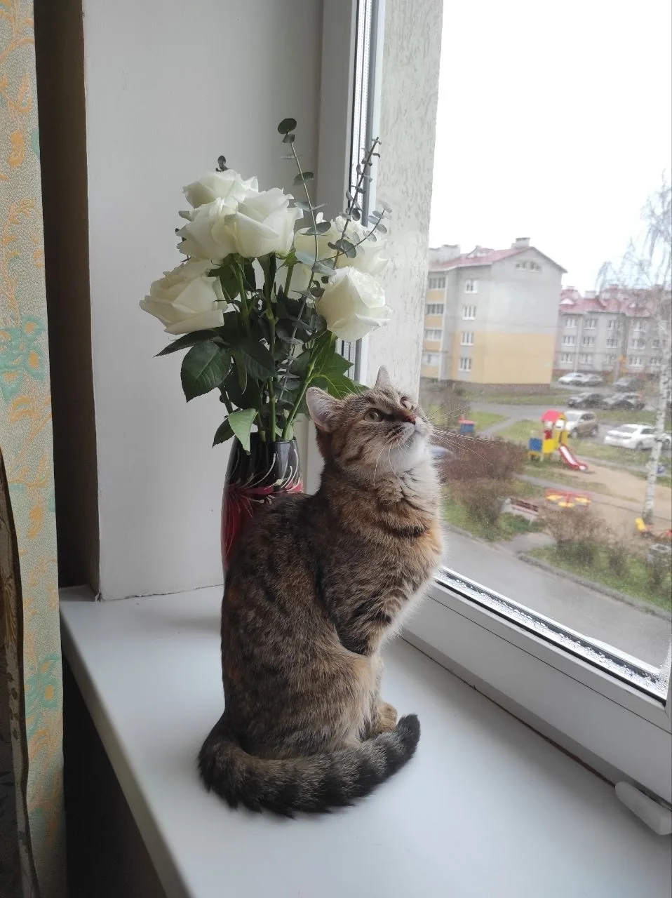 Найдена собака в Иванове — фото питомца