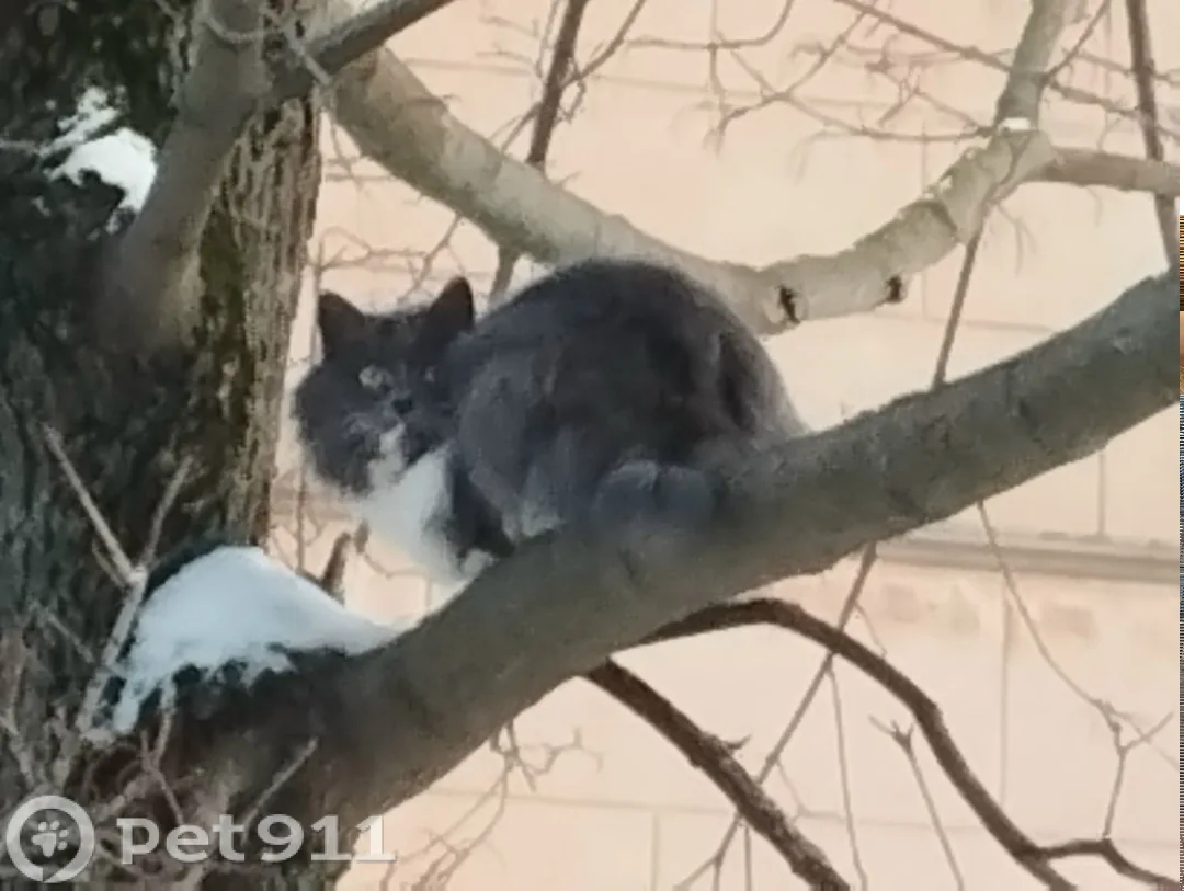 Найдена кошка в Иванове — фото питомца