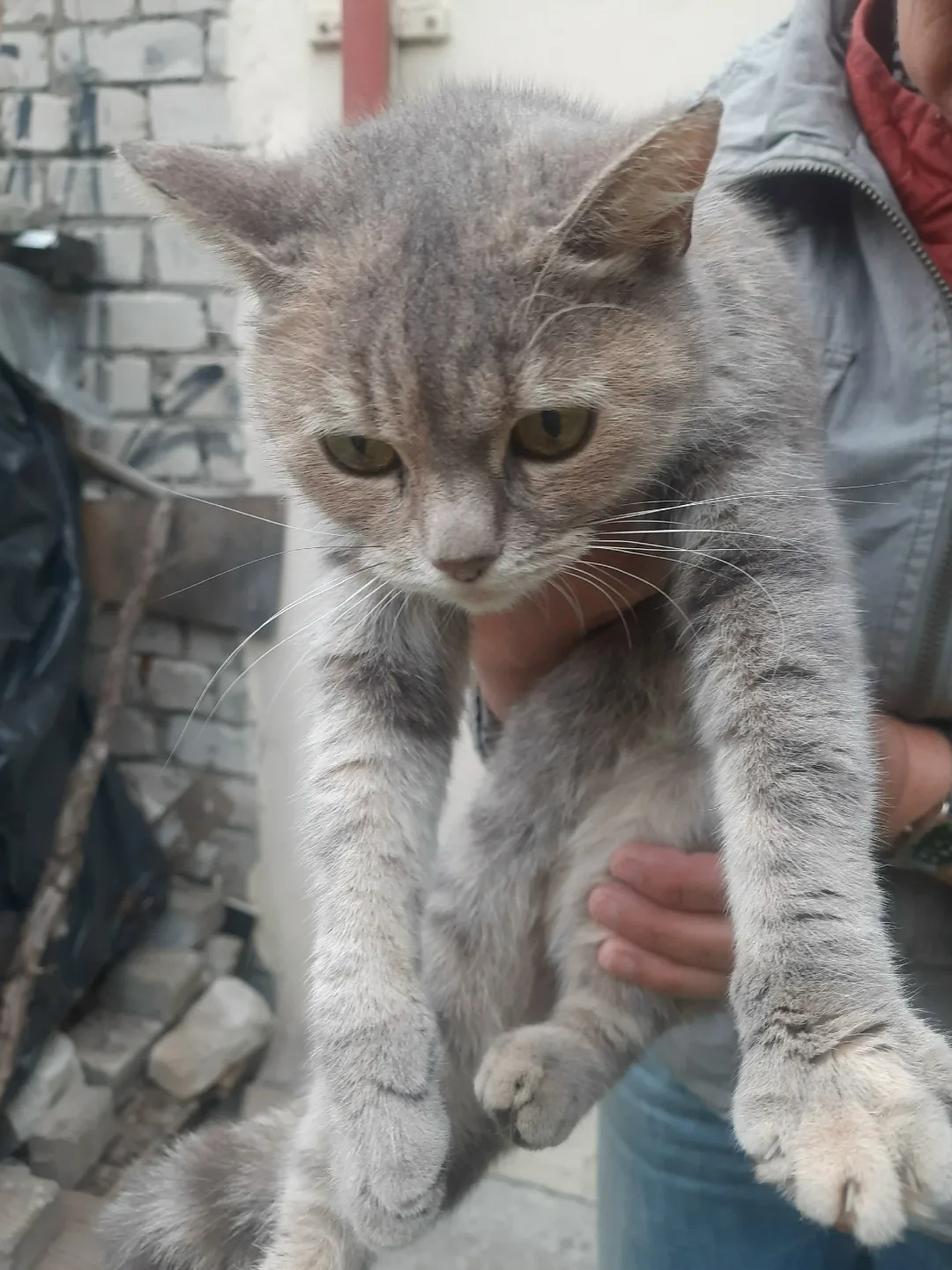Найдена кошка в Брянске — фото питомца