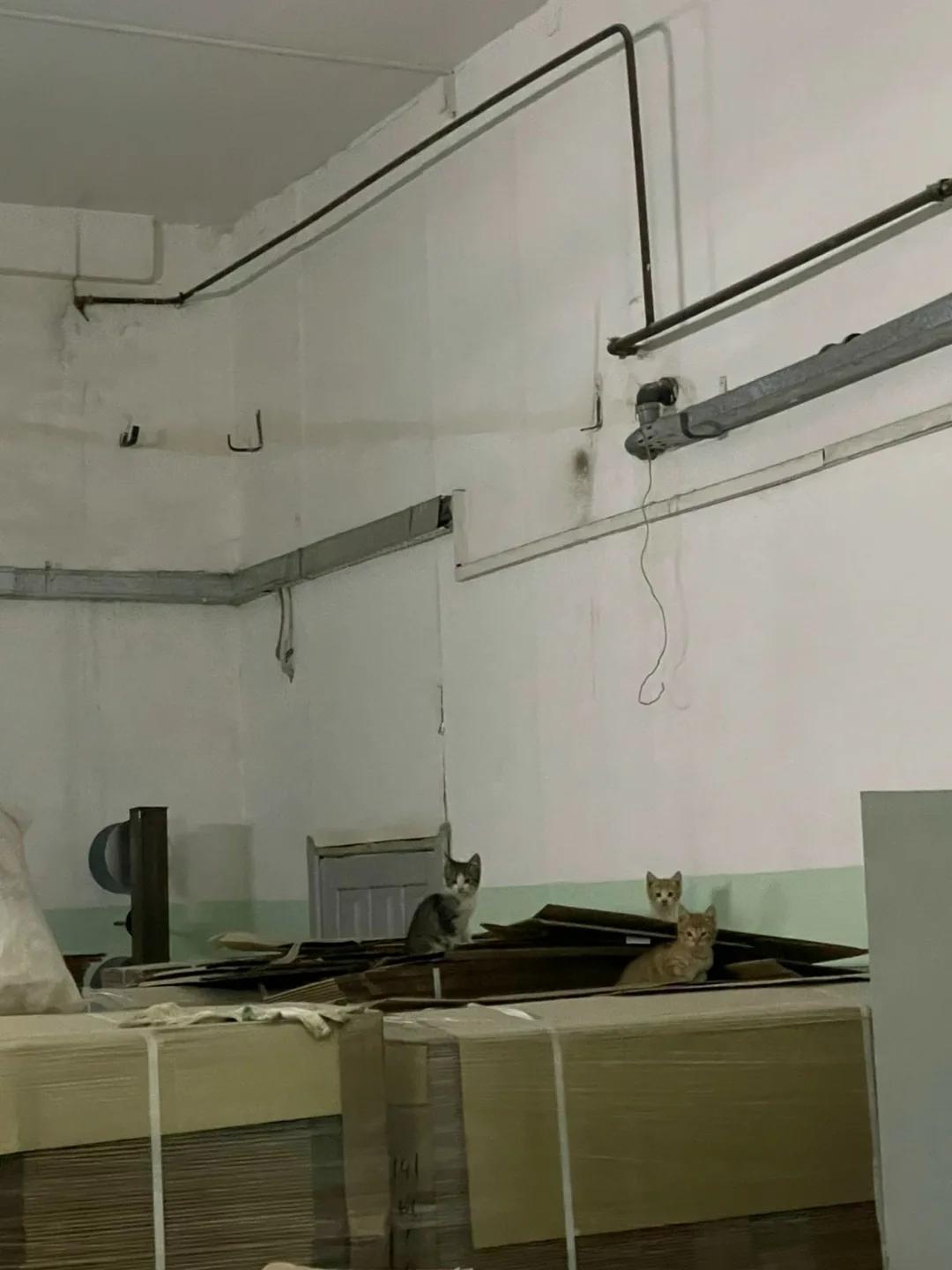 Найдена собака в Иванове — фото питомца