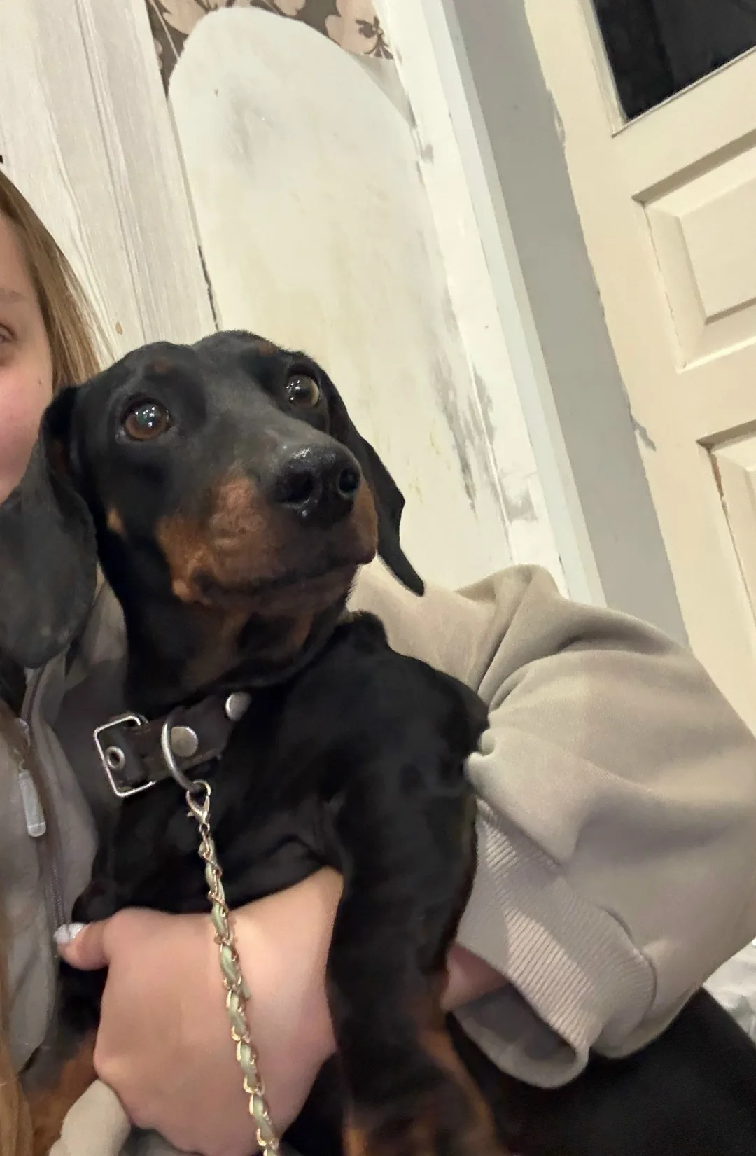 Найдена собака в Брянске — фото питомца
