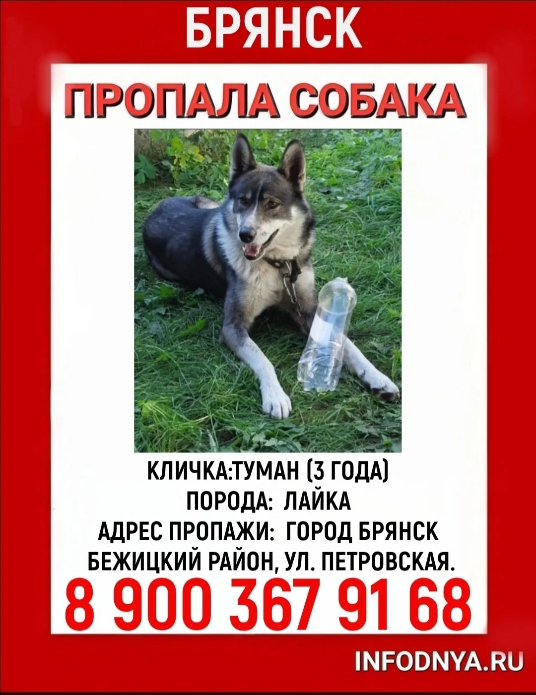 Пропала собака в Брянске — фото питомца