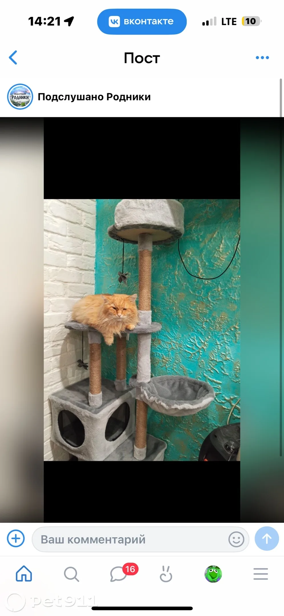 Пропала кошка в Иванове — фото питомца