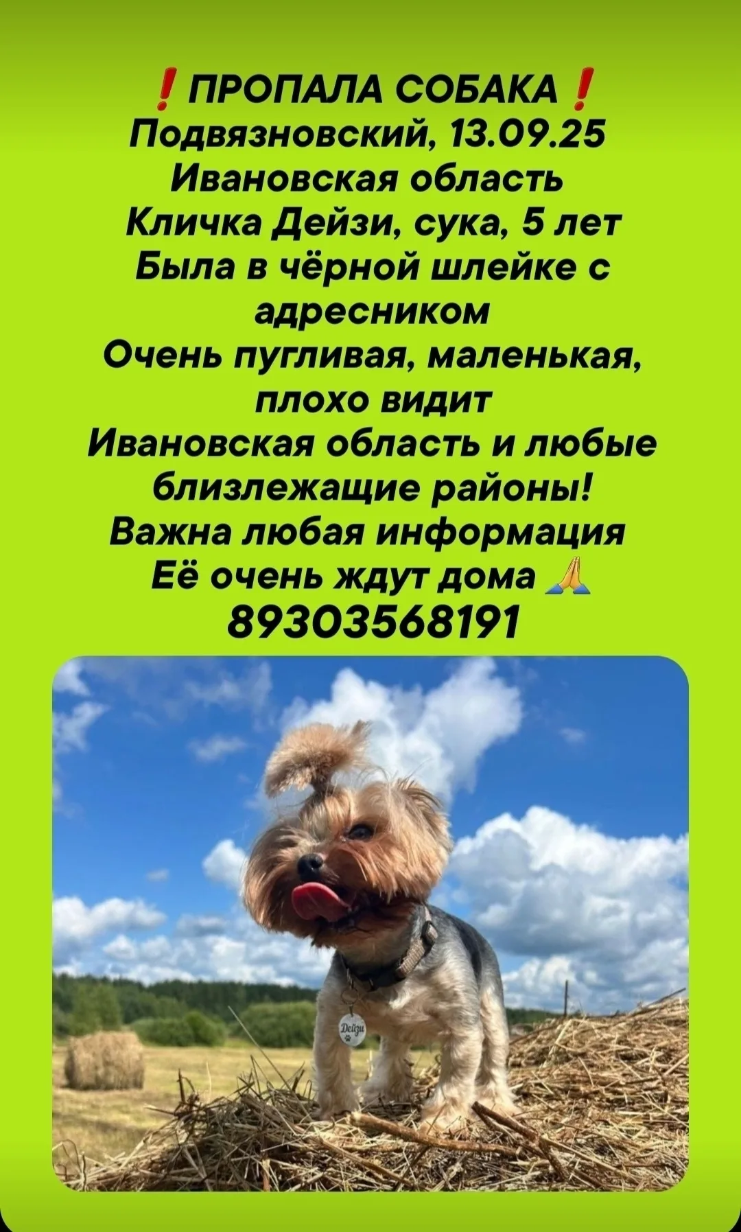 Найдена собака в Иванове — фото питомца