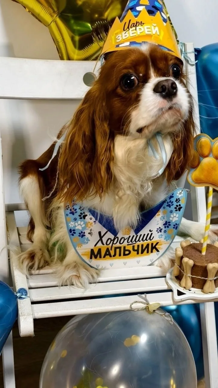 Найдена собака в Брянске — фото питомца