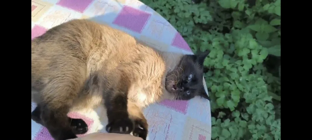 Найдена собака в Иванове — фото питомца