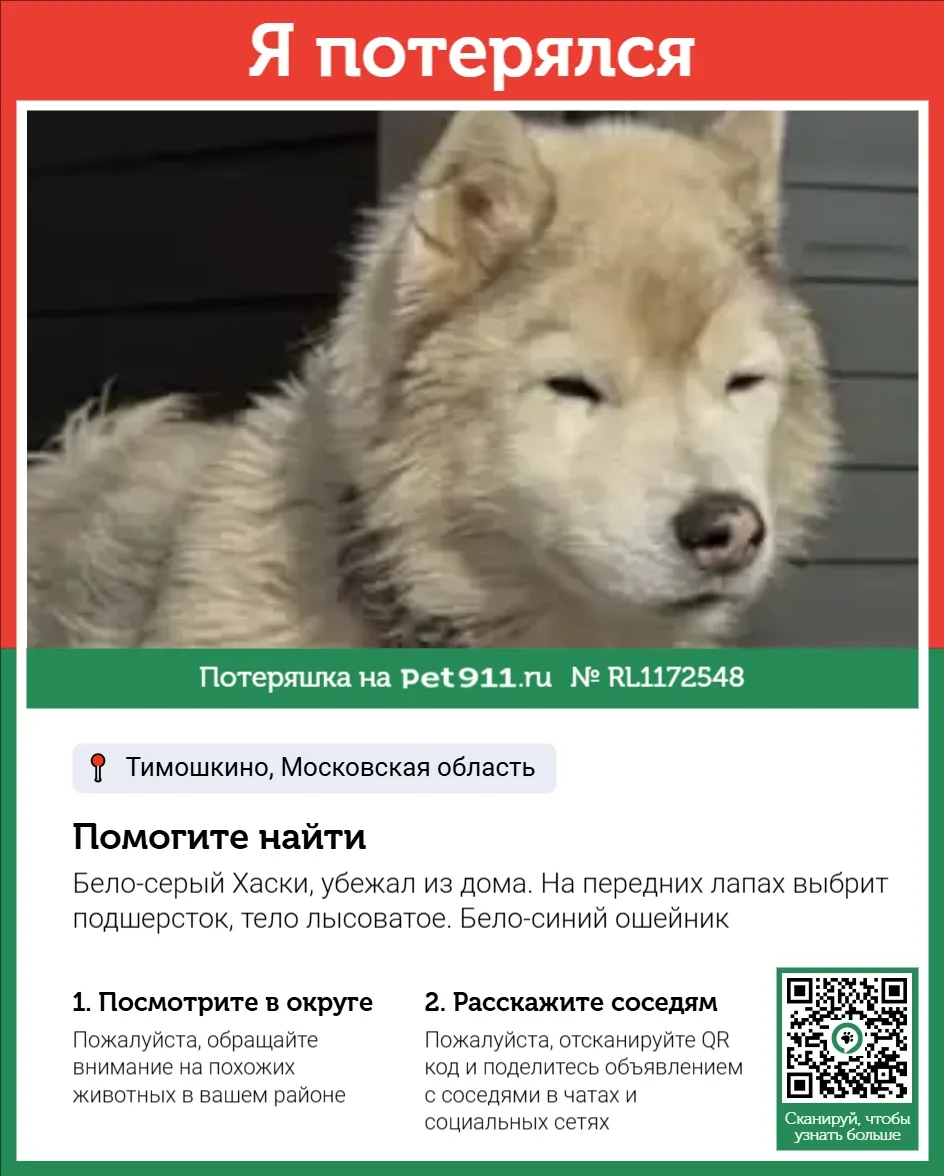 Найдена собака в Москве — фото питомца