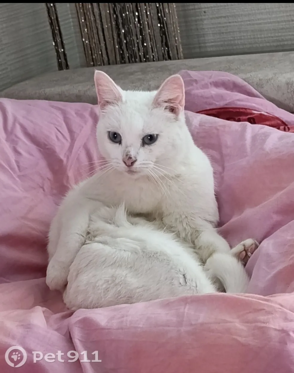 Пропала кошка в Иванове — фото питомца