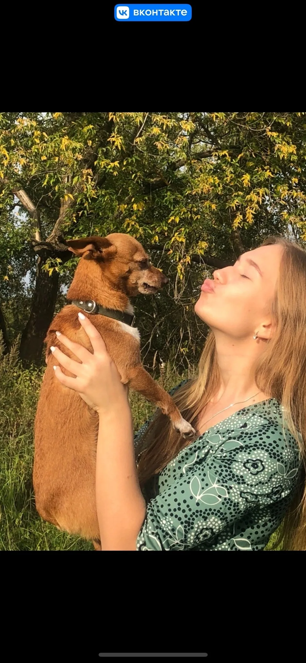 Найдена собака в Иванове — фото питомца