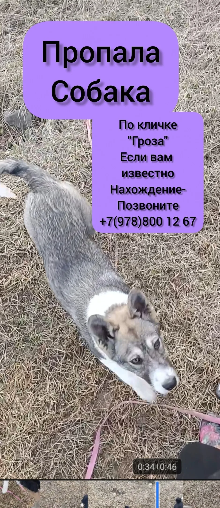 Пропала собака в Симферополе — фото питомца