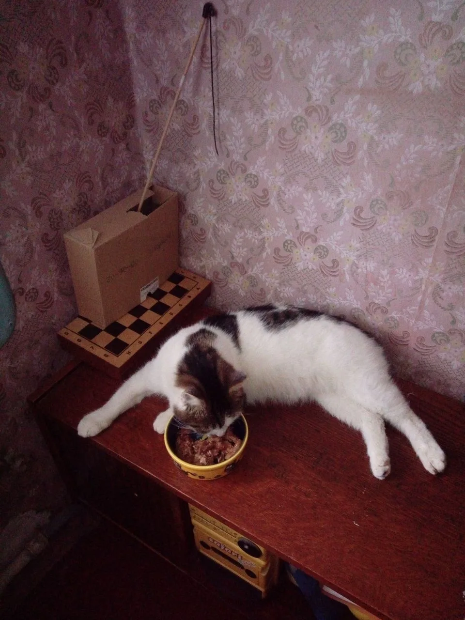 Найдена кошка в Симферополе — фото питомца