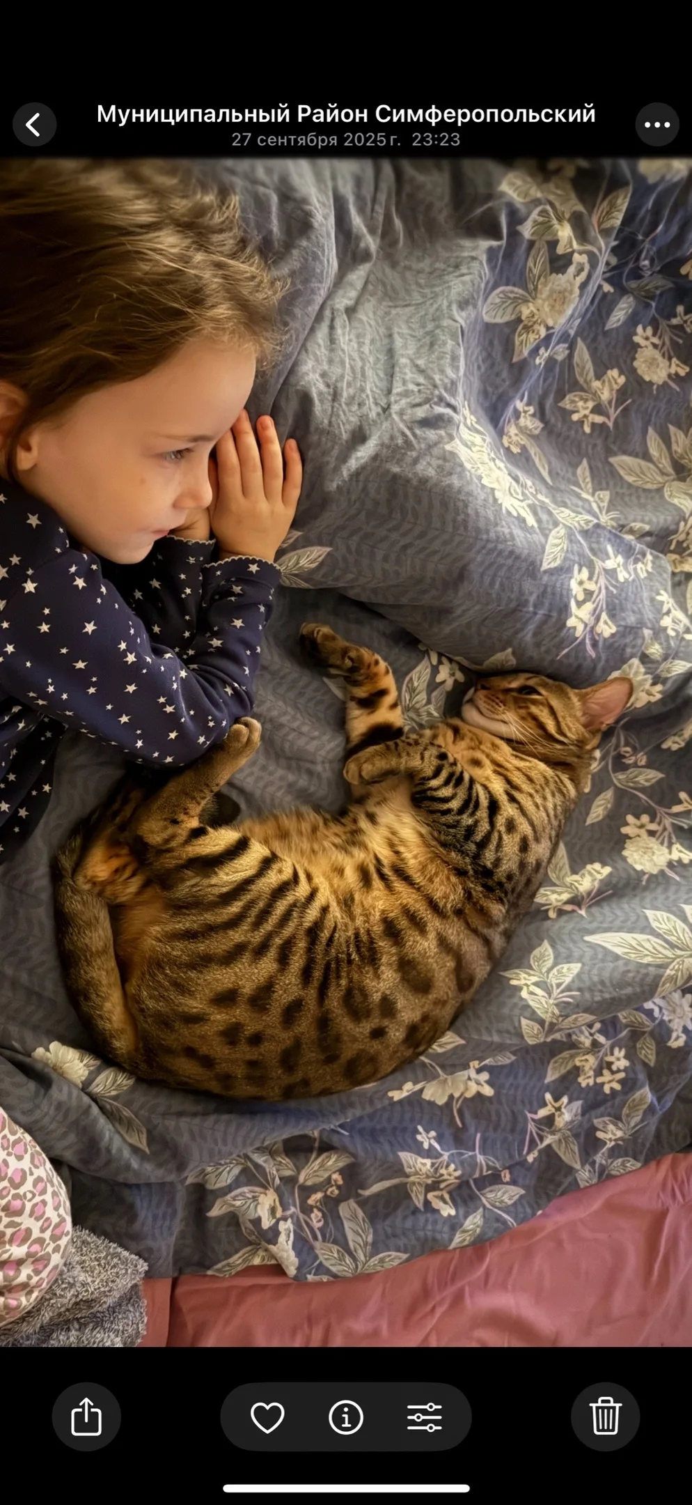 Пропала кошка в Симферополе — фото питомца