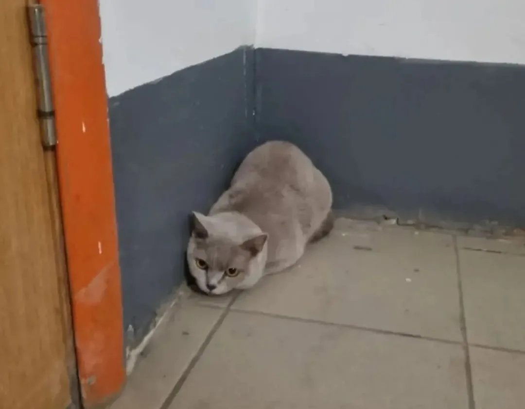 Пропала кошка в Нижнем Тагиле — фото питомца