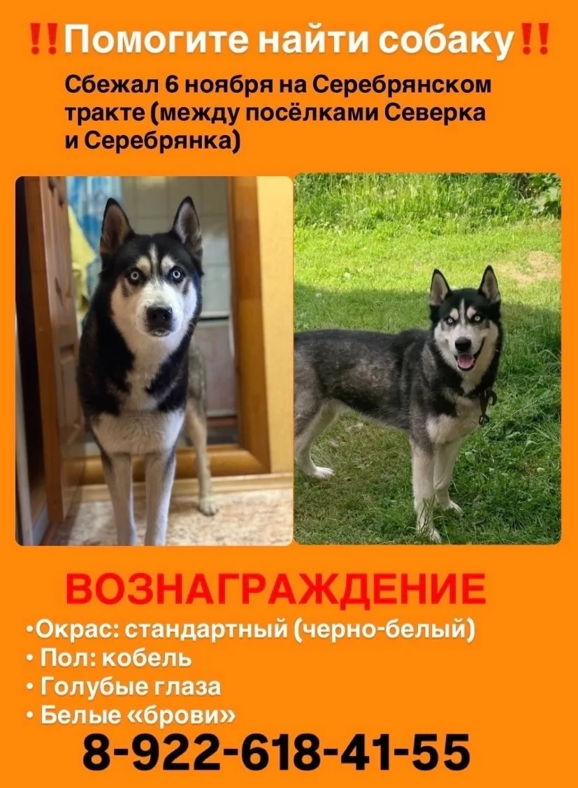 Пропала собака в Нижнем Тагиле — фото питомца