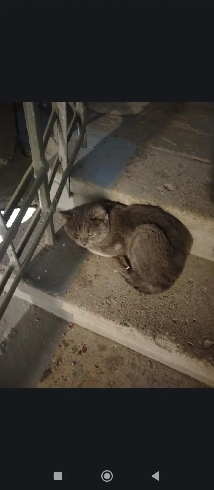Найдена кошка в Нижнем Тагиле — фото питомца