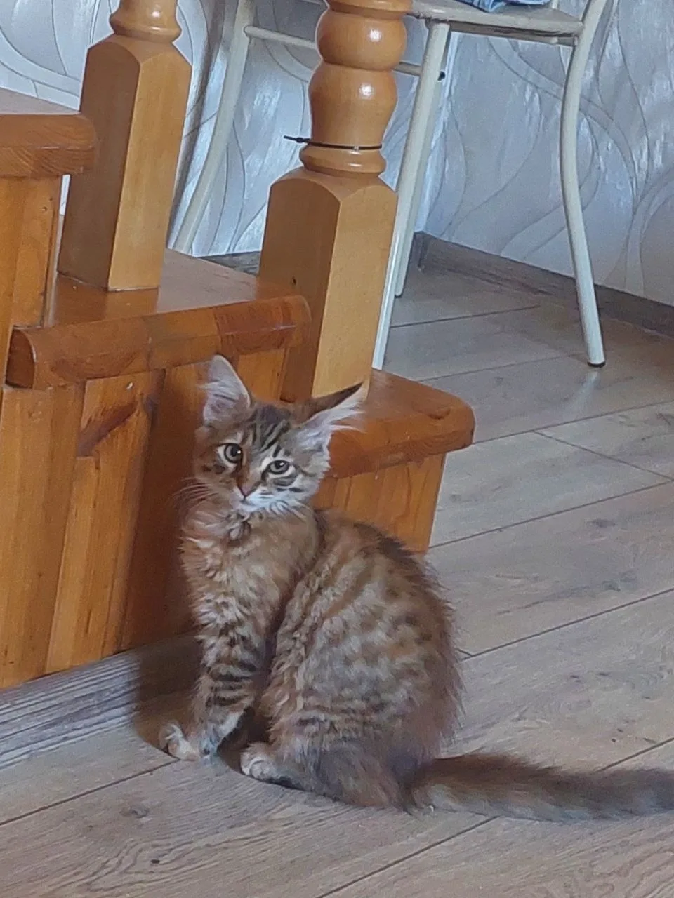 Пропала кошка в Симферополе — фото питомца