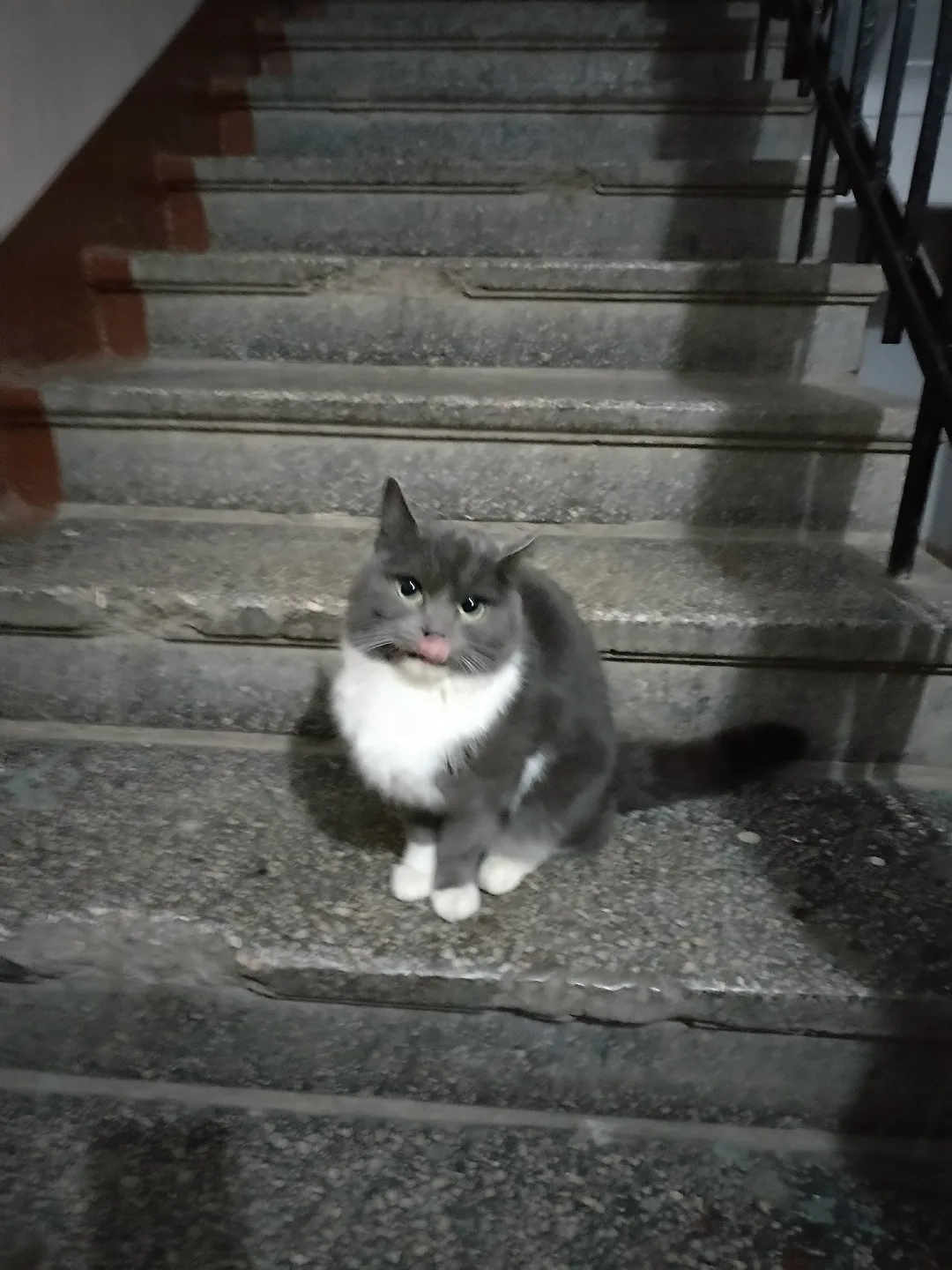 Найдена кошка в Нижнем Тагиле — фото питомца