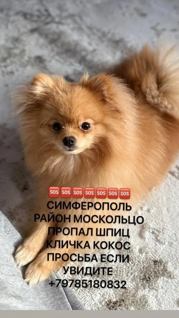 Найдена собака в Симферополе — фото питомца