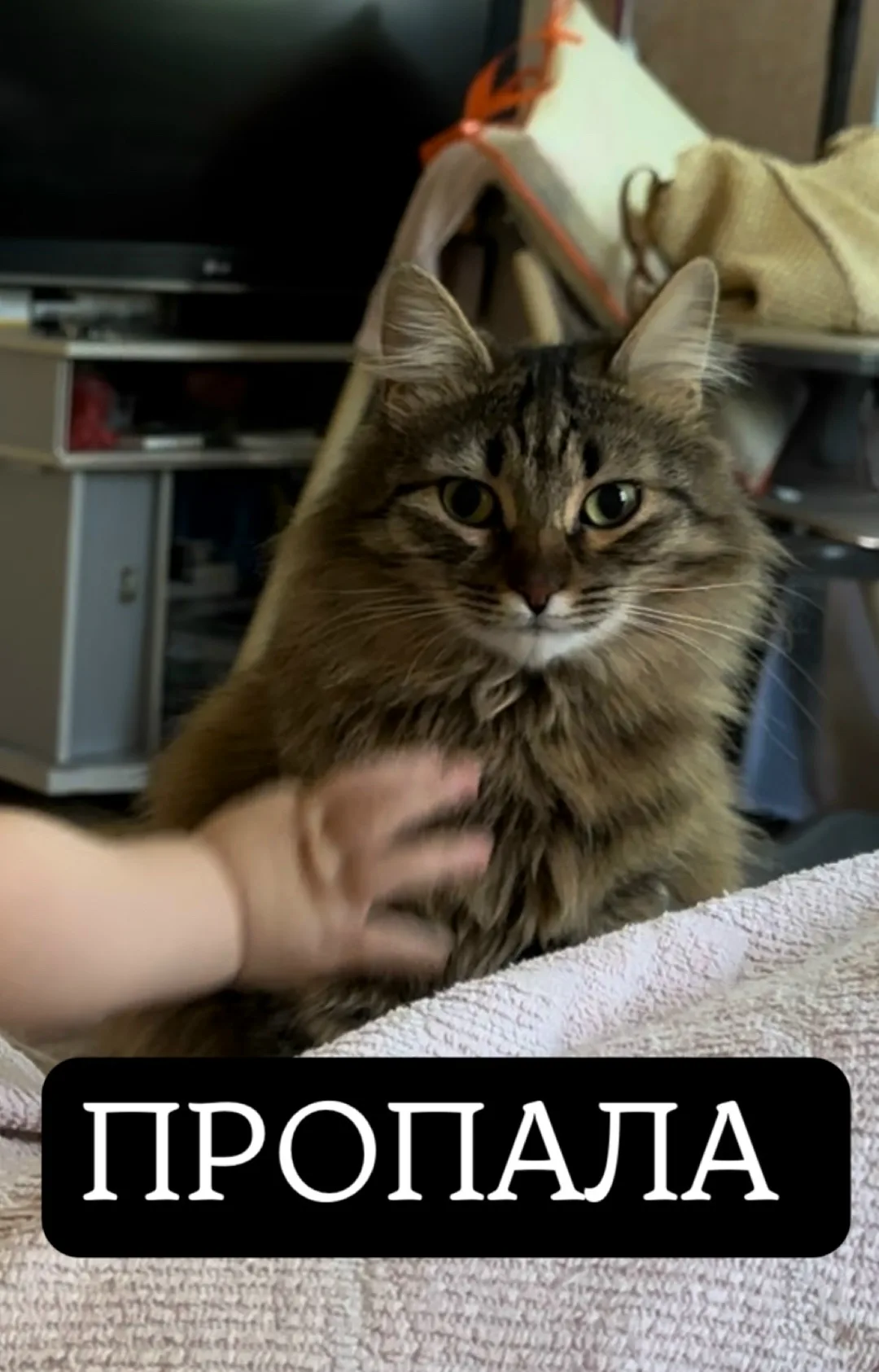 Пропала кошка в Симферополе — фото питомца