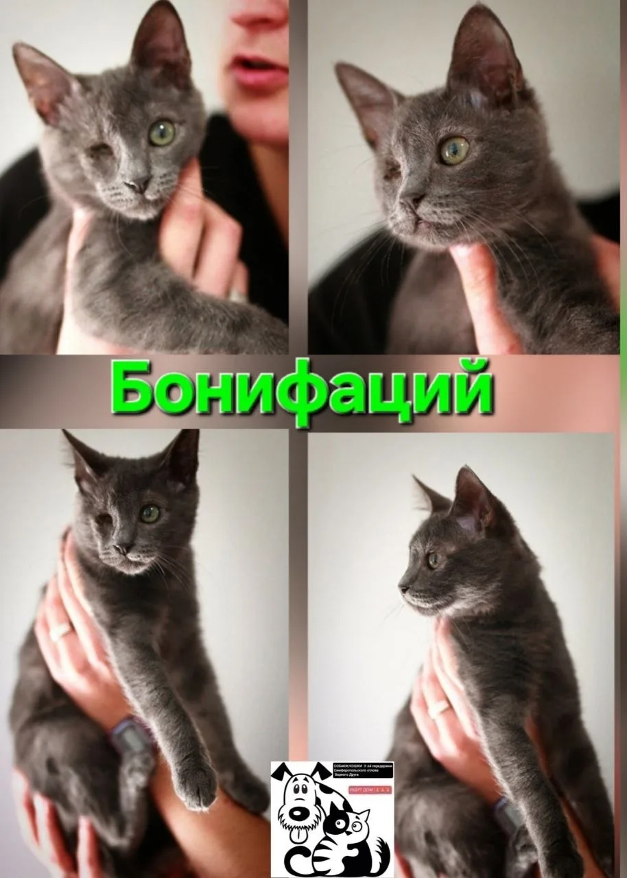 Пропала кошка в Симферополе — фото питомца