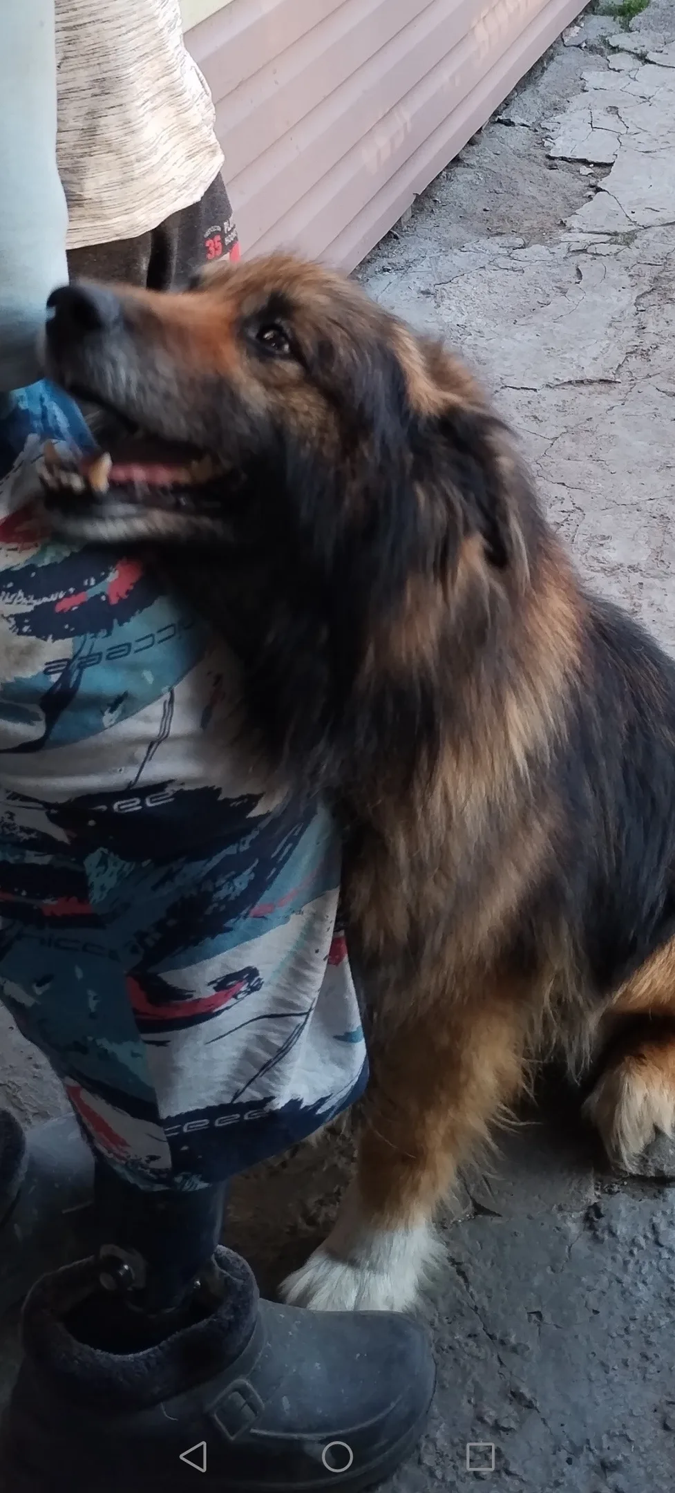 Пропала собака в Нижнем Тагиле — фото питомца