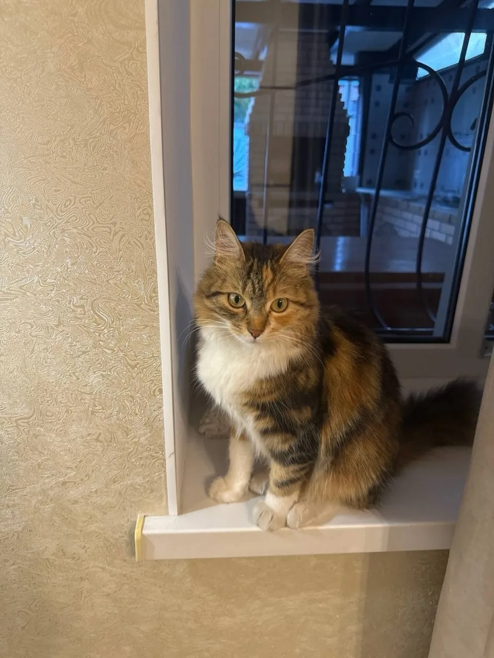 Пропала кошка в Симферополе — фото питомца