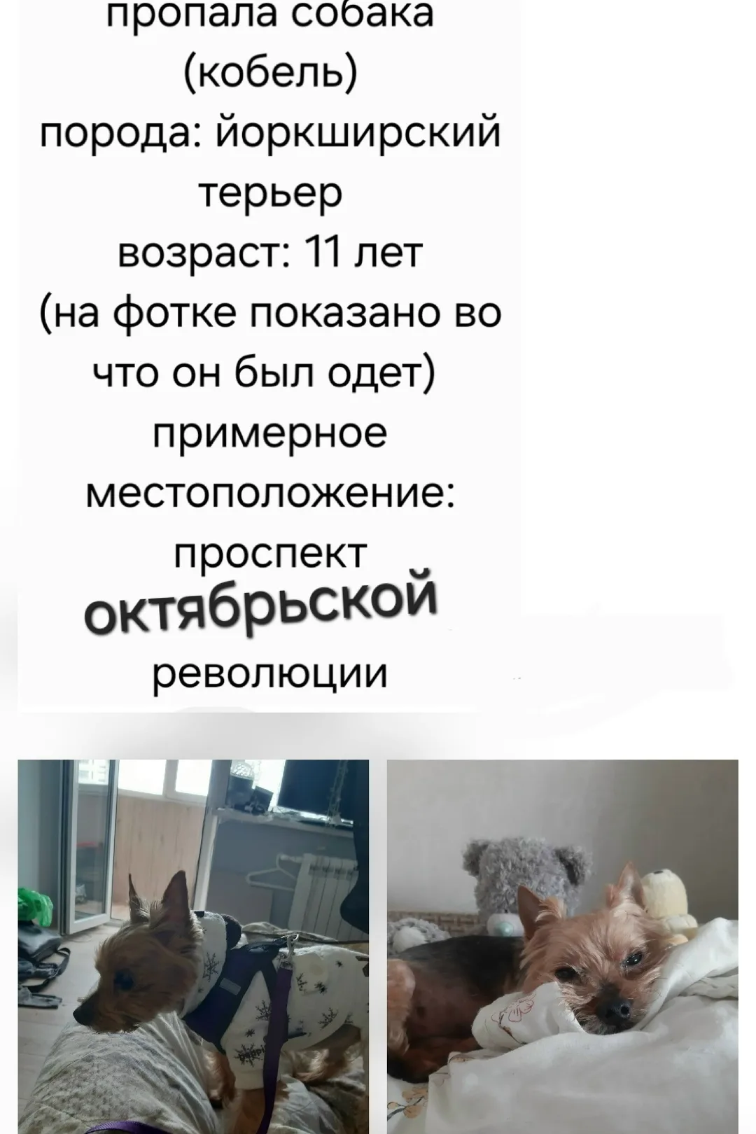 Найдена собака в Симферополе — фото питомца