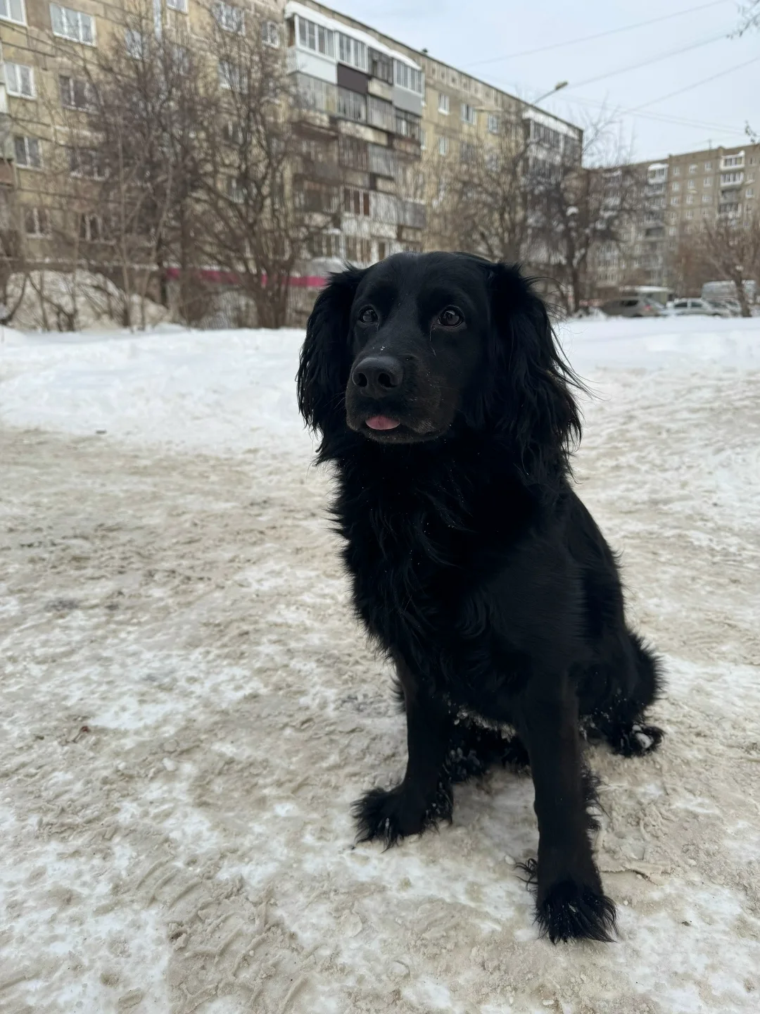 Найдена собака в Нижнем Тагиле — фото питомца