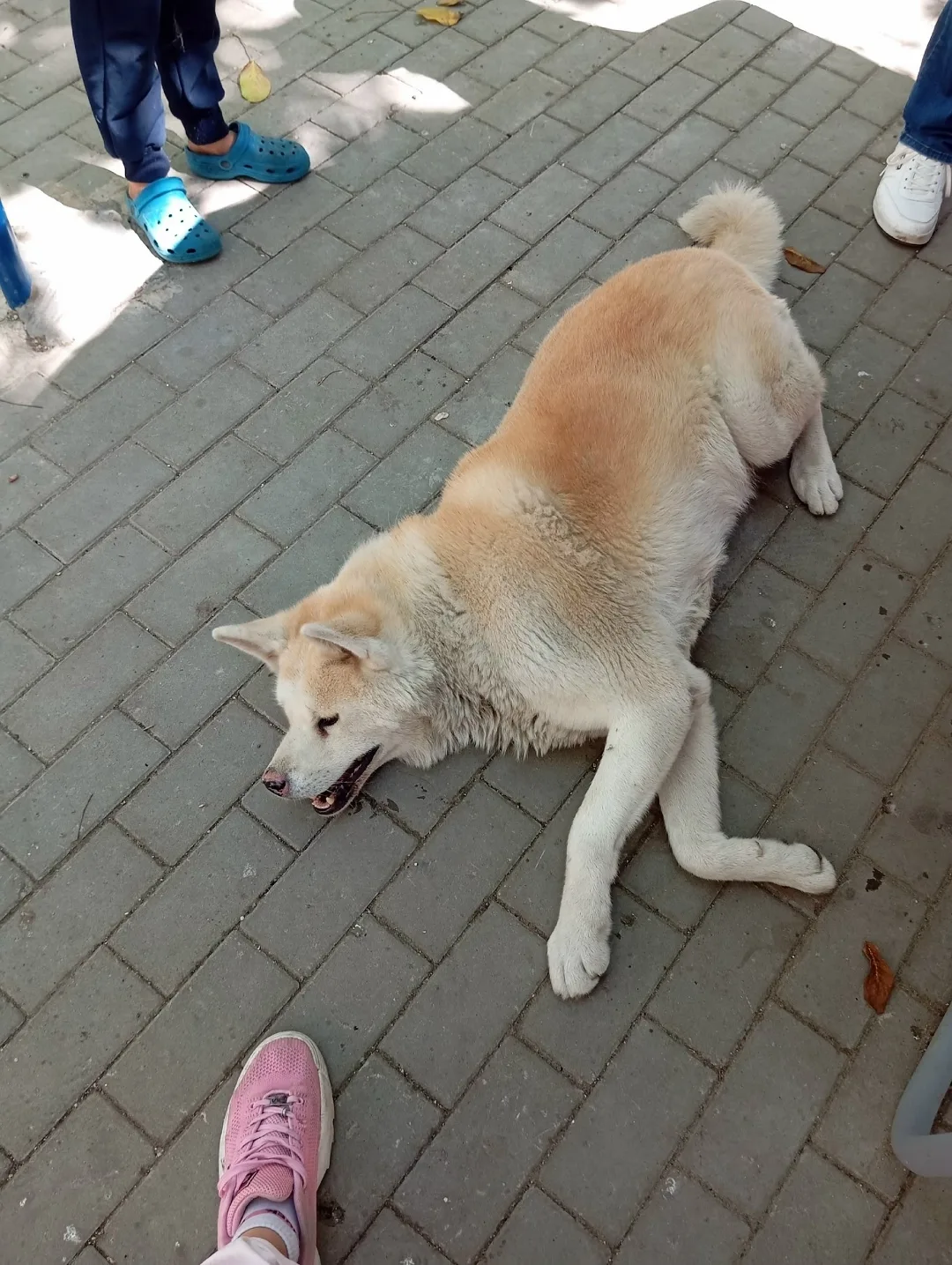 Пропала собака в Симферополе — фото питомца