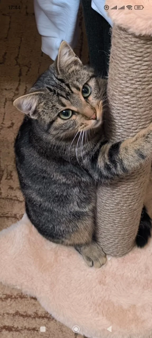 Пропала кошка в Симферополе — фото питомца