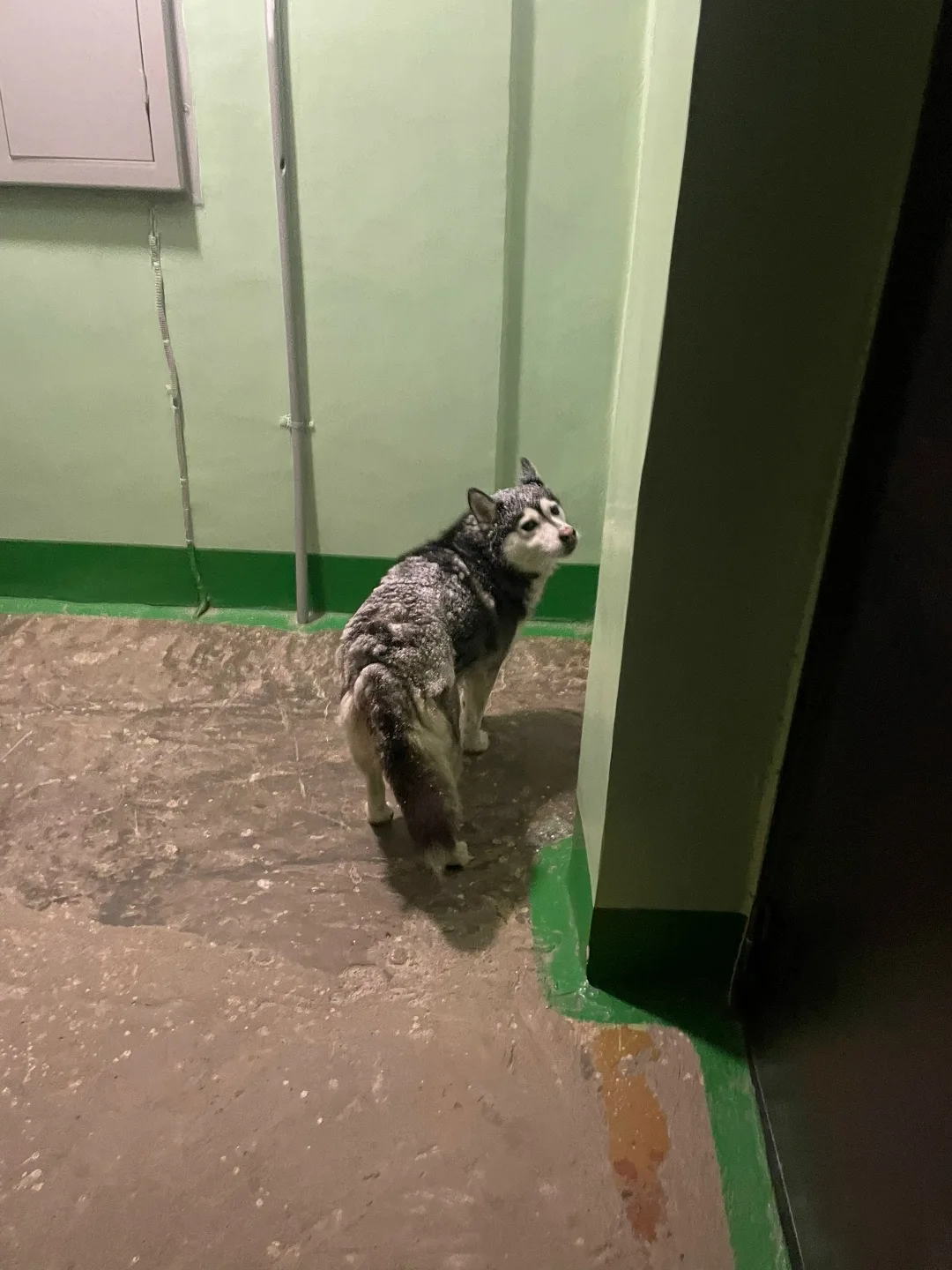 Пропала собака в Нижнем Тагиле — фото питомца