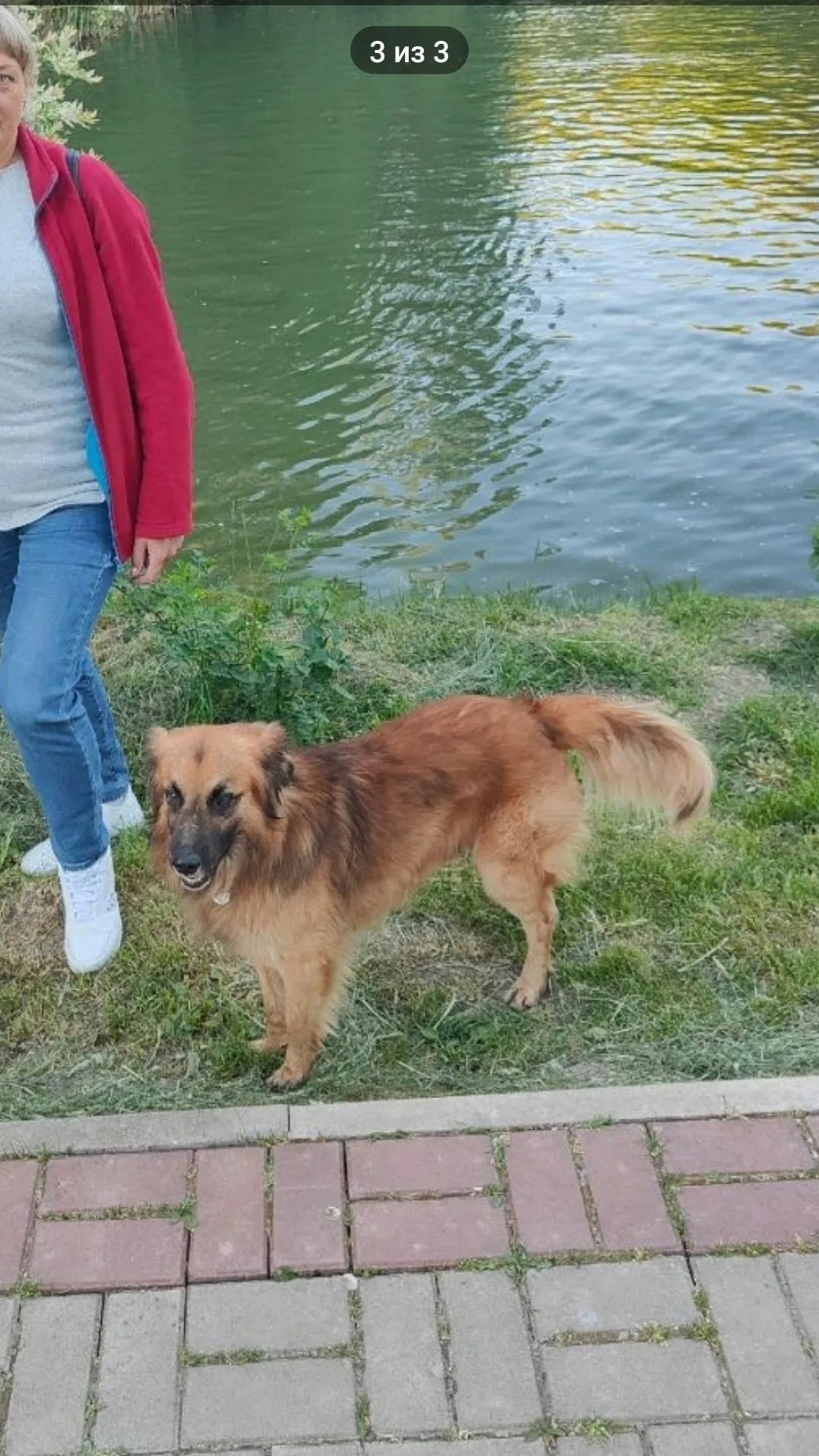 Пропала собака в Симферополе — фото питомца